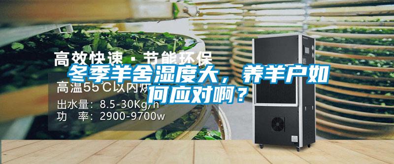冬季羊舍濕度大，養(yǎng)羊戶如何應(yīng)對啊？