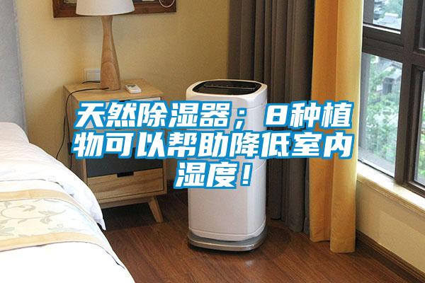 天然除濕器；8種植物可以幫助降低室內(nèi)濕度！