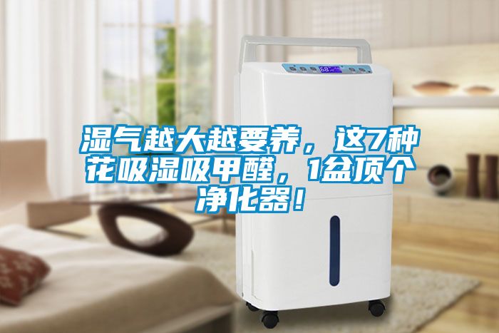 濕氣越大越要養(yǎng)，這7種花吸濕吸甲醛，1盆頂個凈化器！
